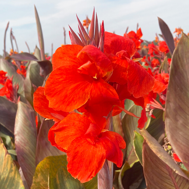 Canna Grandiose à Feuillage Pourpre