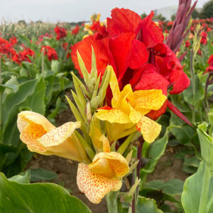 Canna Cleopatra à Feuillage Noir et Vert