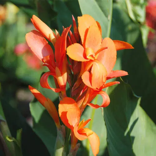 Canna Indiana à Feuillage Vert