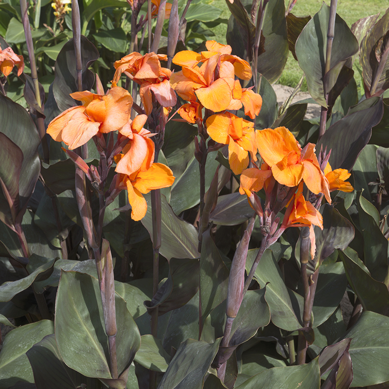 Canna Liberté à Feuillage Pourpre