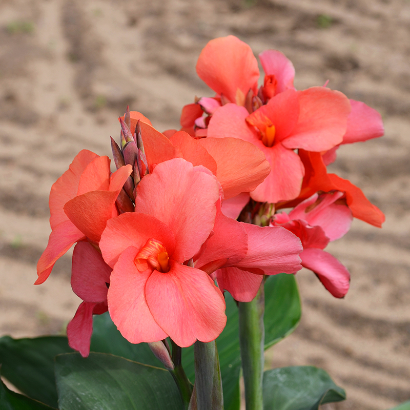 Canna Louis Cayeux à Feuillage Vert