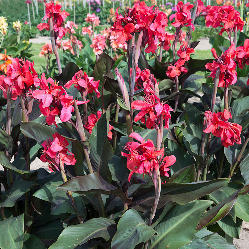 Canna Montaigne à Feuillage Pourpre