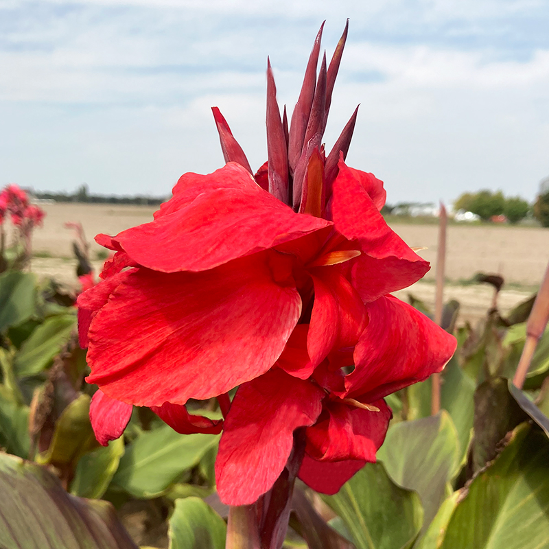 Canna Montaigne à Feuillage Pourpre