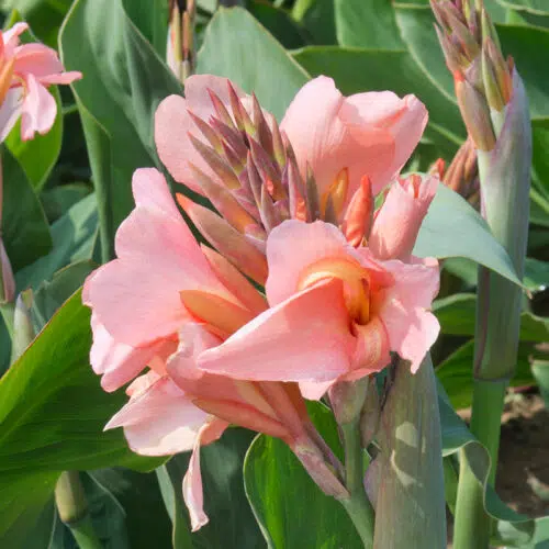 Canna Nain Albérick