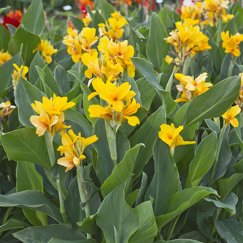 Canna Nain Caballero