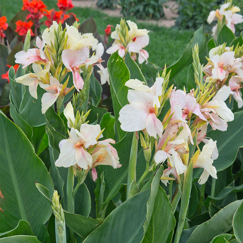 Canna Nain Confetti Ernest TURC Canna Nain Confetti Ernest TURC