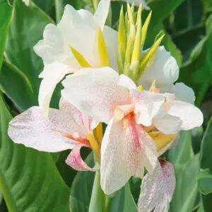 Canna Nain Confetti