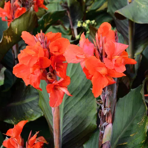 Canna Nain Corail