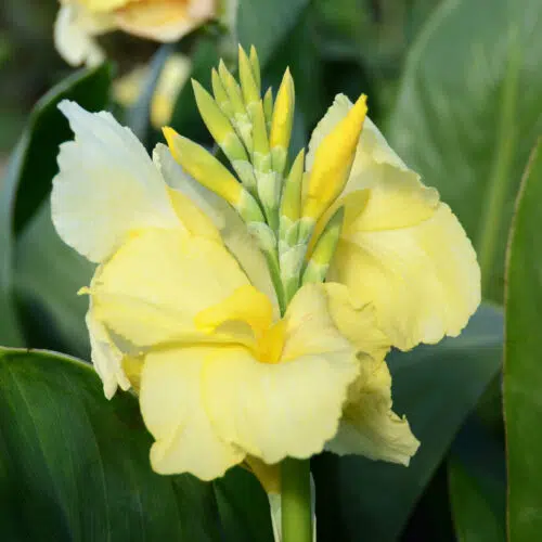 Canna Nain Puck