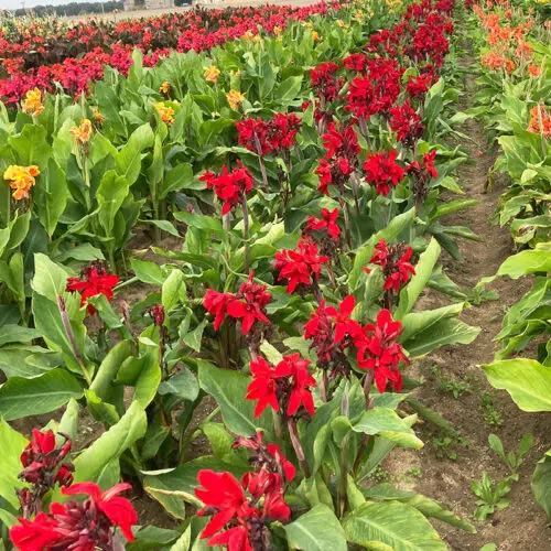 Canna Nain Strasbourg