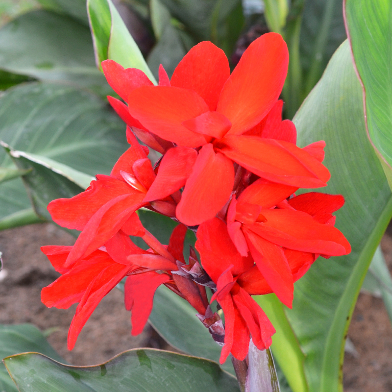 Canna Nain Strasbourg