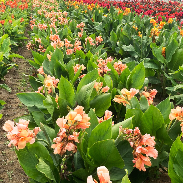 Canna Nain Sunrise Ernest TURC Canna Nain Sunrise Ernest TURC