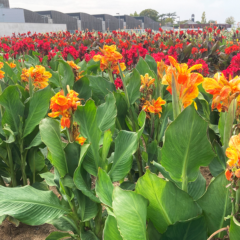 Canna Nain Taroudant