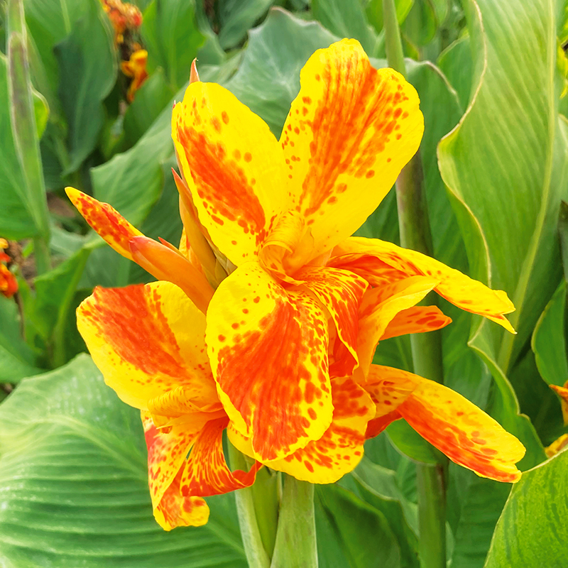 Canna Nain Taroudant
