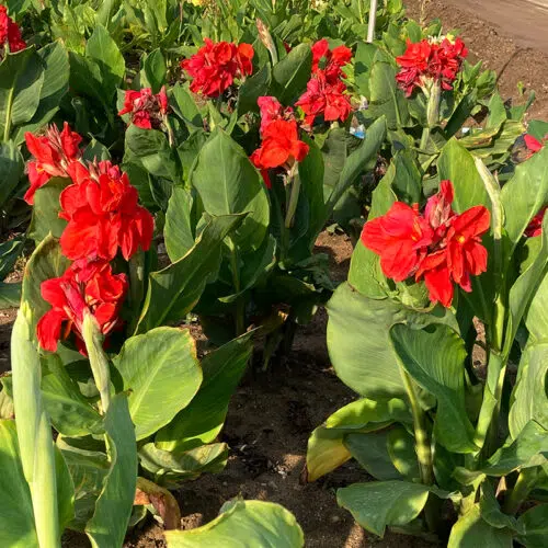 Canna Oiseau de feu à Feuillage Vert