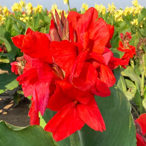 Canna Oiseau de feu à Feuillage Vert