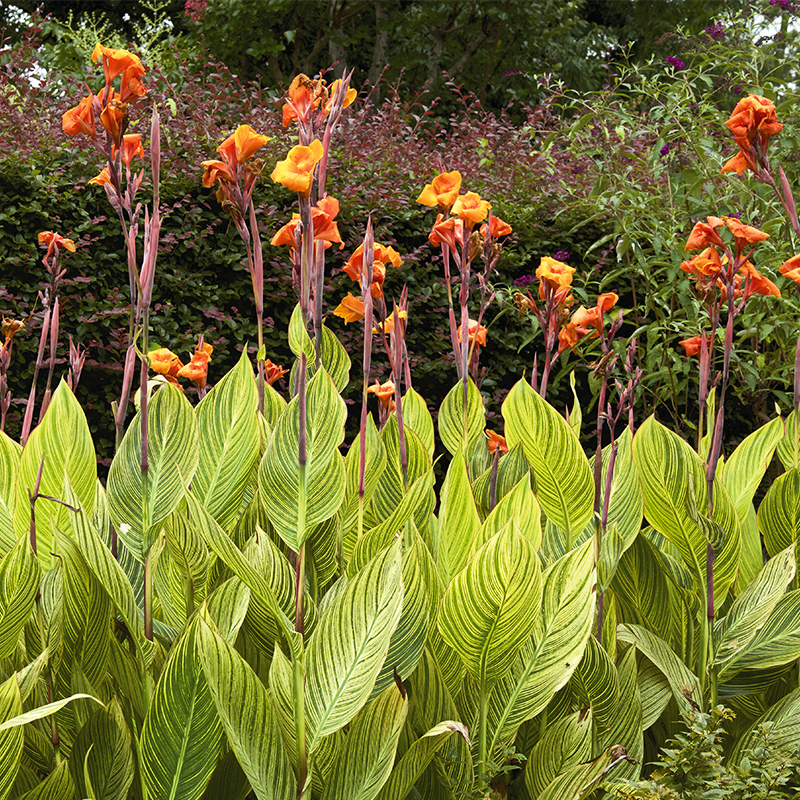 Canna Panach' à Feuillage Panaché
