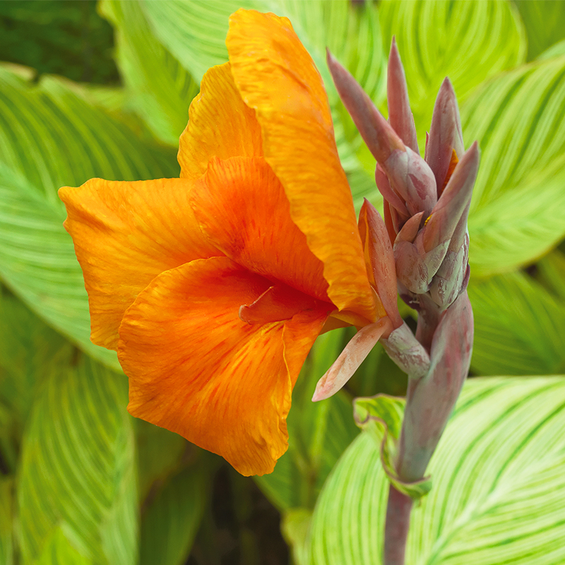 Canna Panach' à Feuillage Panaché