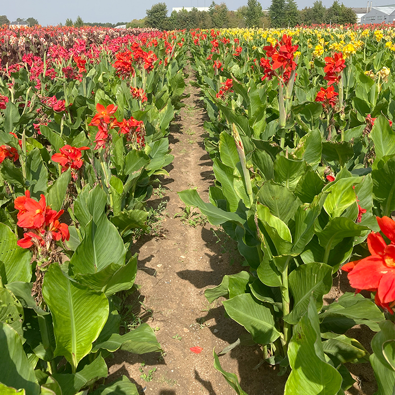 Canna Picador à Feuillage Vert