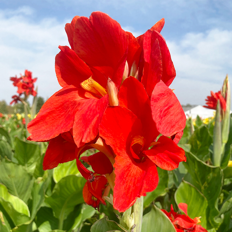 Canna Picador à Feuillage Vert