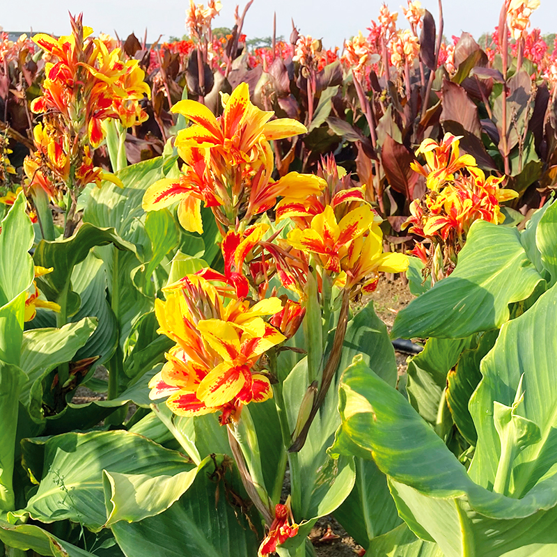 Canna Reine Charlotte à Feuillage Vert