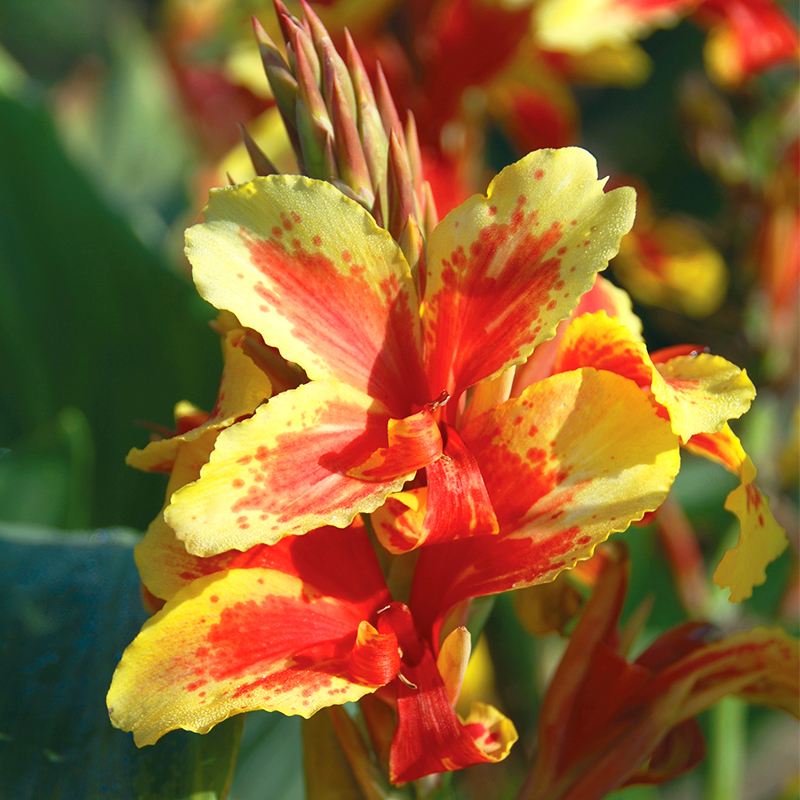 Canna Reine Charlotte à Feuillage Vert