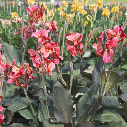 Canna Saladin à Feuillage Pourpre