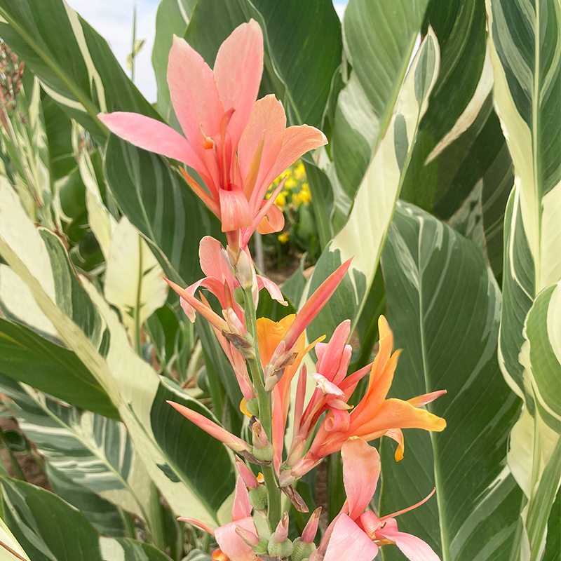 Canna Stuttgart à Feuillage Panaché