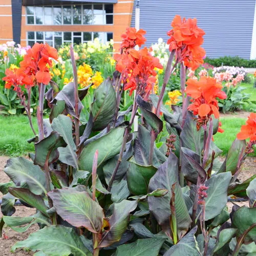 Canna Triomphe à Feuillage Pourpre