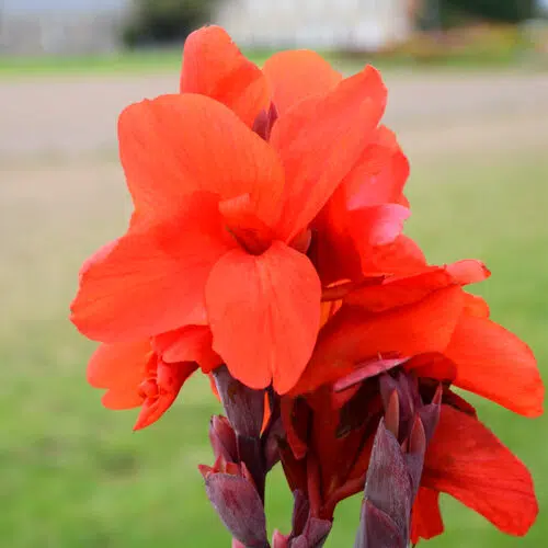 Canna Triomphe à Feuillage Pourpre