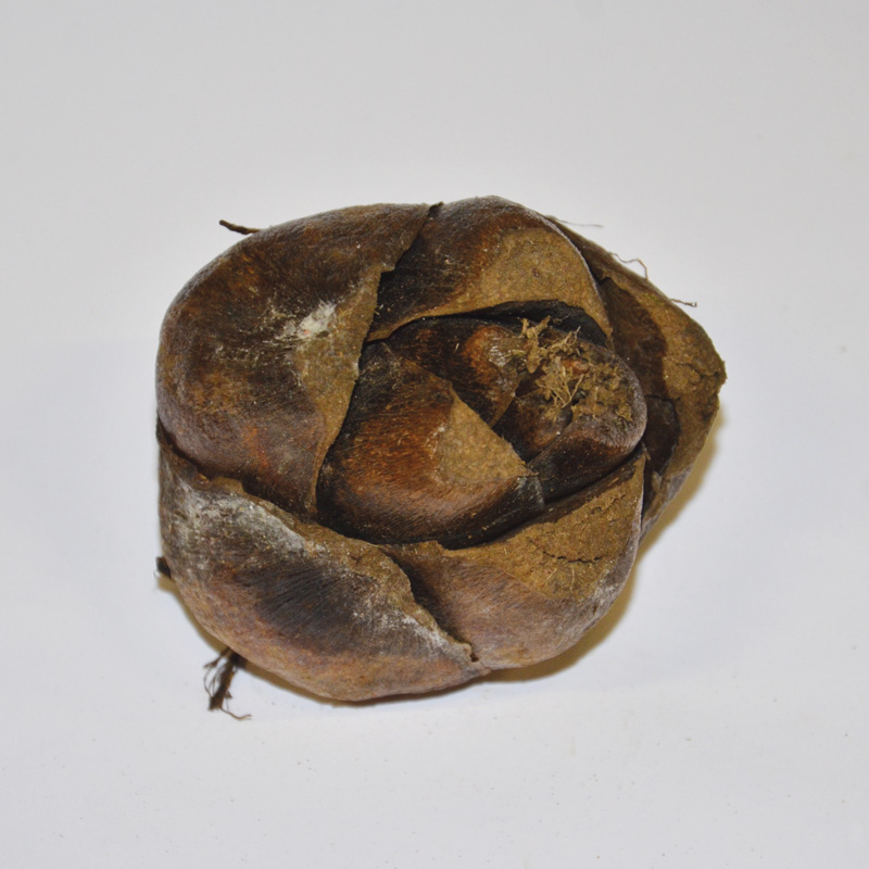 Cardiocrinum giganteum - Lis géant de l'Himalaya