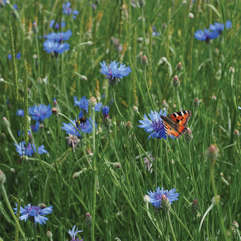 Centaurée bleuet présemé bio