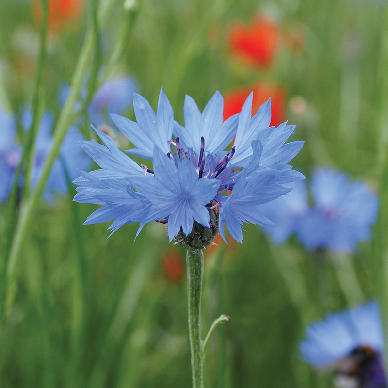 Centaurée bleuet présemé bio