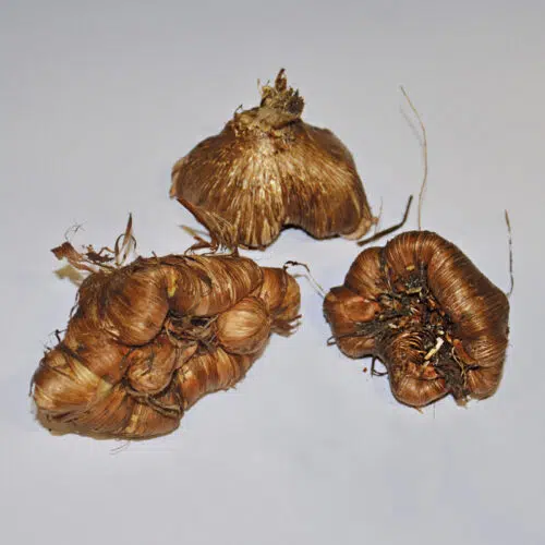 Chasmanthe Floribunda