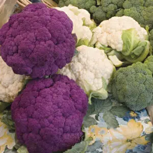 Chou Fleur varié