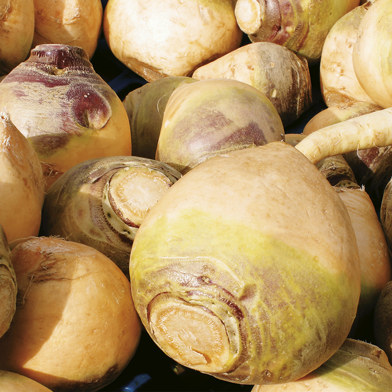 Chou Navet Rutabaga Jaune À Collet Vert
