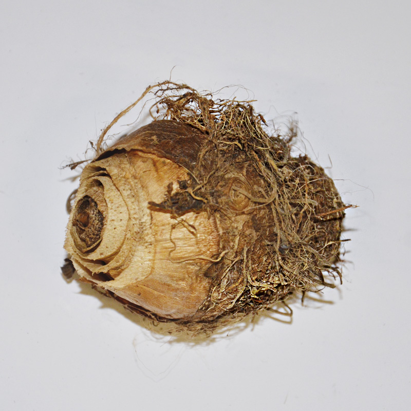 Colocasia Esculenta Coco