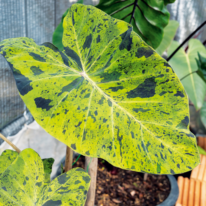 Colocasia esculenta Mojito