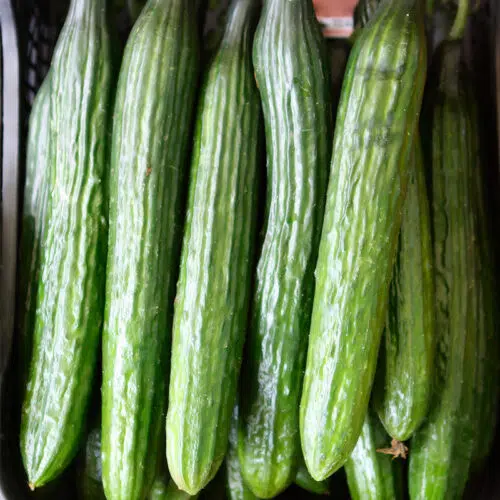 Concombre Vert Long Maraîcher bio