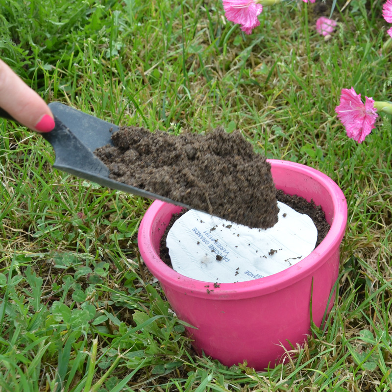 Coriandre à petite graine présemé bio