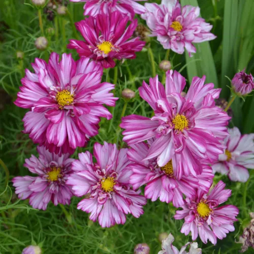 Cosmos double Click Bicolor Violet