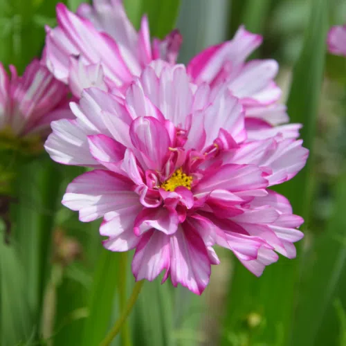 Cosmos double Click Bicolor Violet