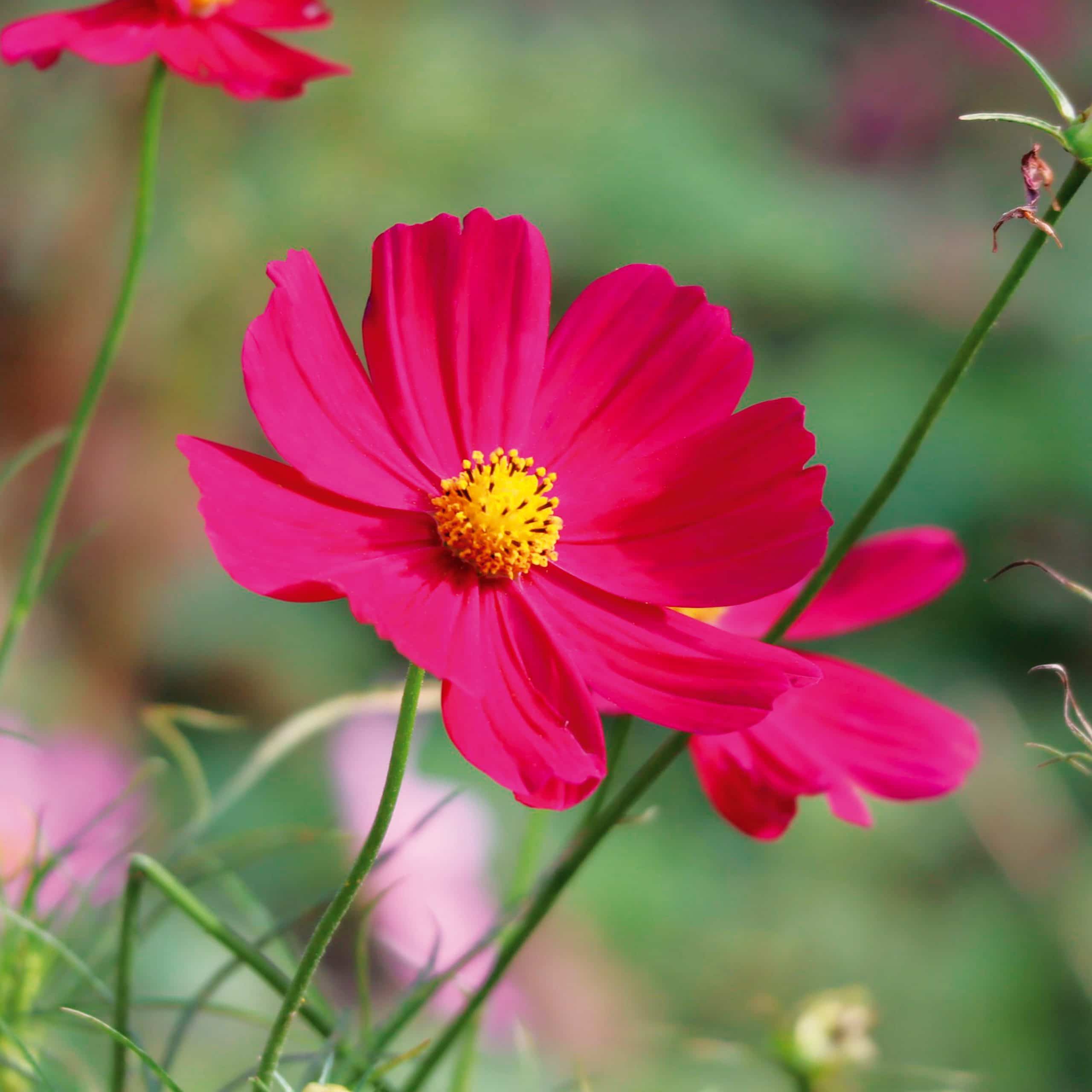 Cosmos Sensation Dazzler - Ernest TURC