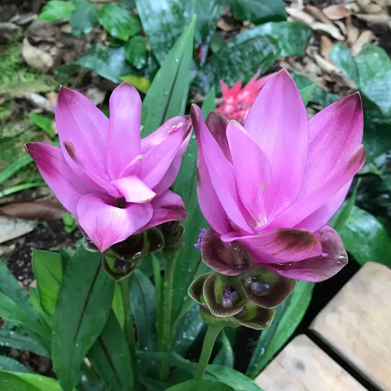 Curcuma Alismatifolia