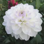 Dahlia balle Evelyne