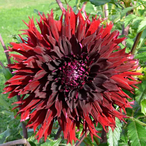 Dahlia Dentelle Kenora Macop-b