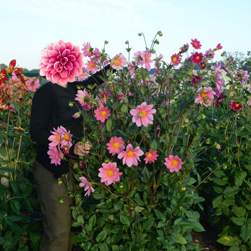 Dahlia Géant Erebus