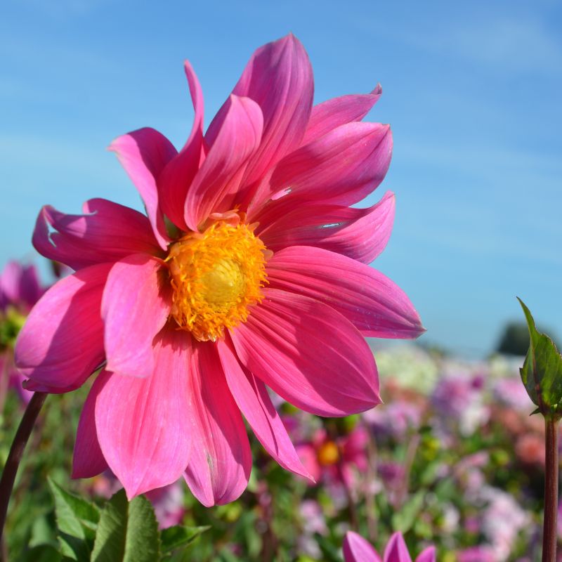 Dahlia Géant Erebus