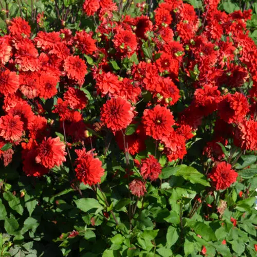 Dahlia décoratif nain Brasilia