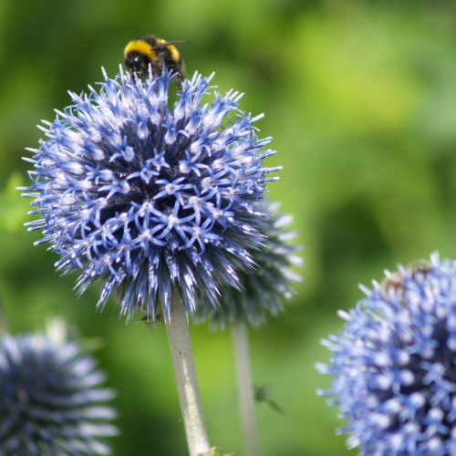 Echinops Ritro